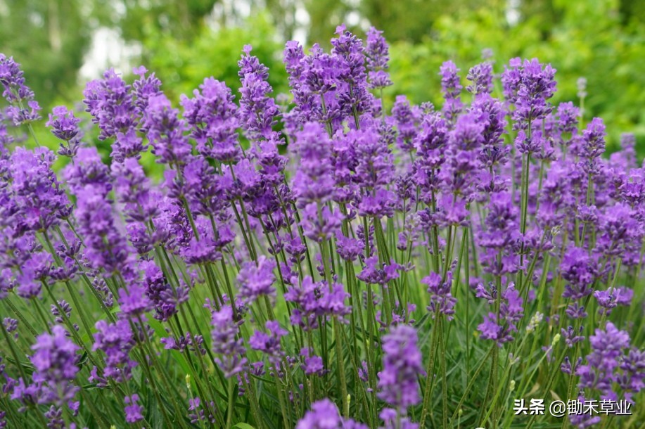 抹不去的记忆-狭叶薰衣草