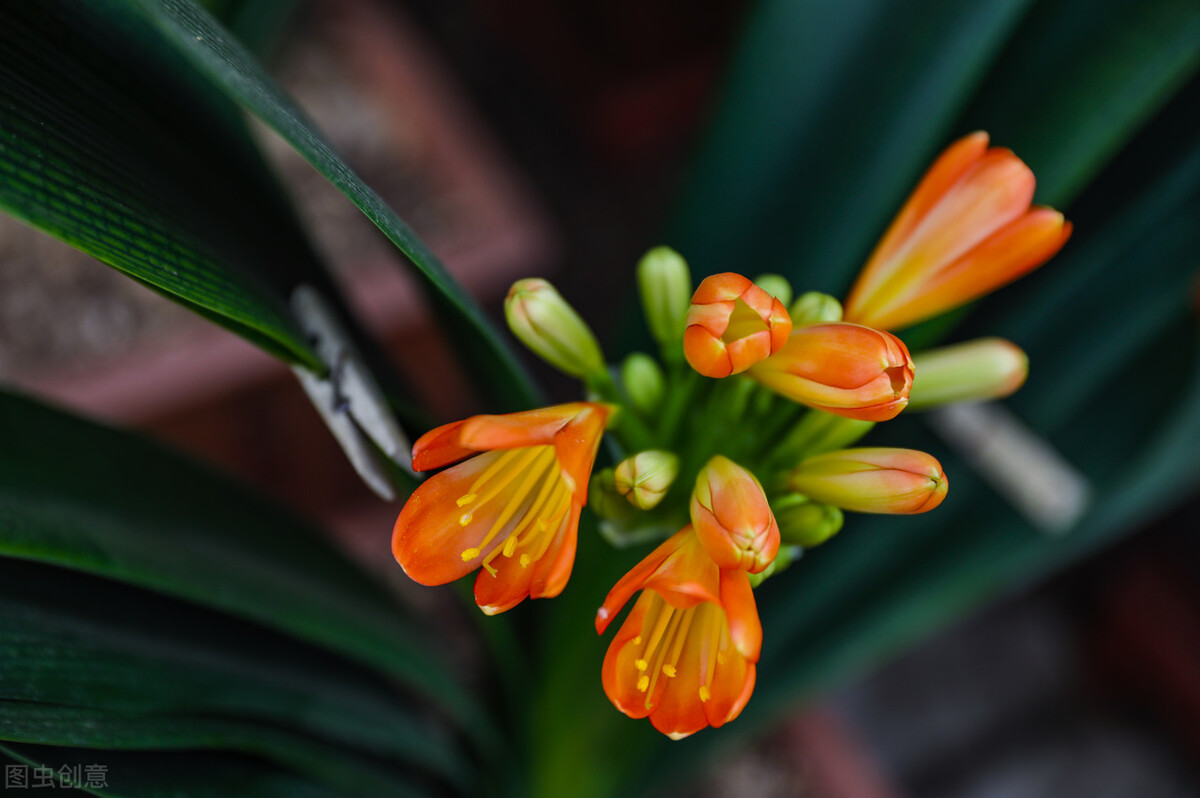 网上买花会不会被骗,网上买的花为何难栽活