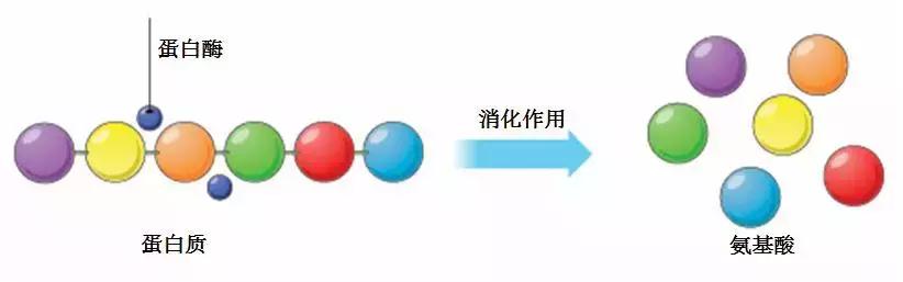大麦青汁的排毒优点,大麦若叶青汁抗癌有什么效果