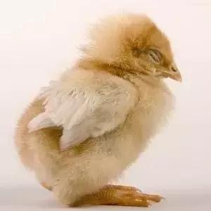 急求！鸡得了气囊炎该怎么办啊？