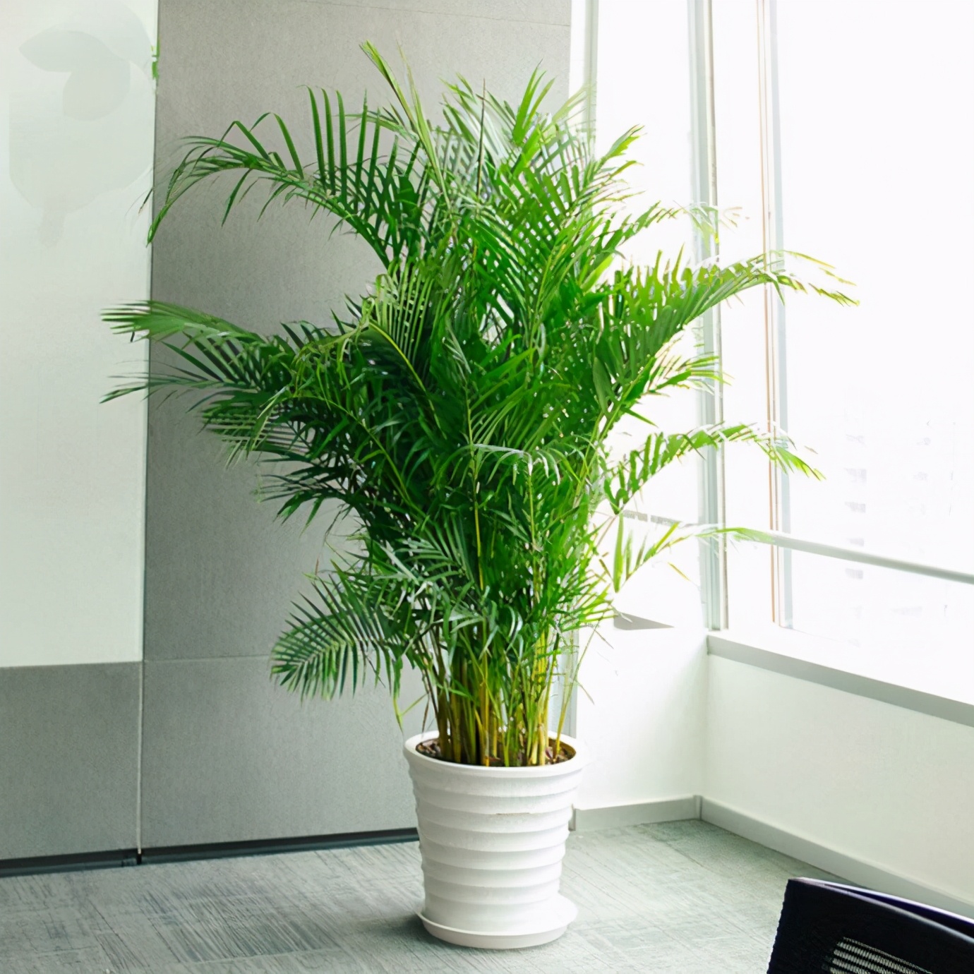 竹子不能种在院子里吗,竹子不能栽屋后