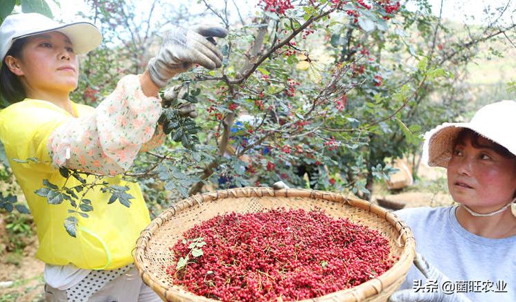 花椒如何采摘,花椒怎么才是熟了
