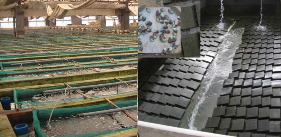 鲍鱼养殖怎么养得好吃,鲍鱼的养殖方法和注意事项