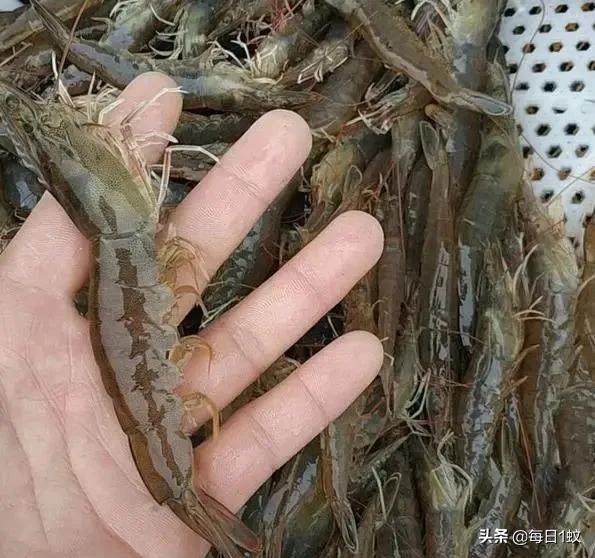 煮虾的正确方法是冷水下锅,煮虾是用热水煮还是用冷水煮