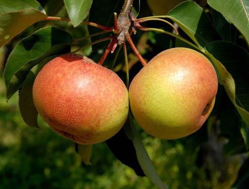 秋季去哪里？约上三五好友，一起来延边探寻山间野味！