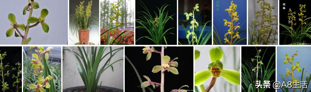 每日一品～中国兰花～春兰茗品～美芬荷