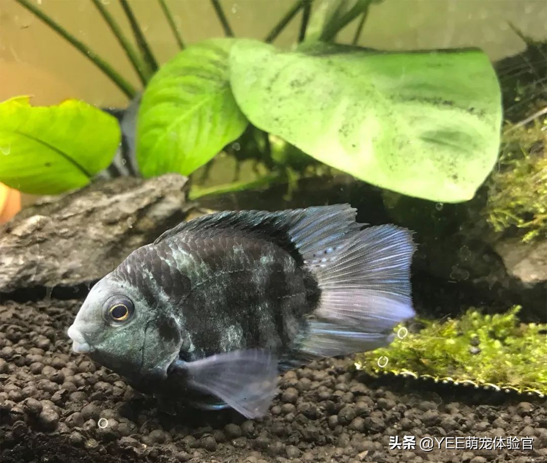 九间菠萝鱼可以和什么鱼杂交,九间菠萝鱼喜欢什么水质