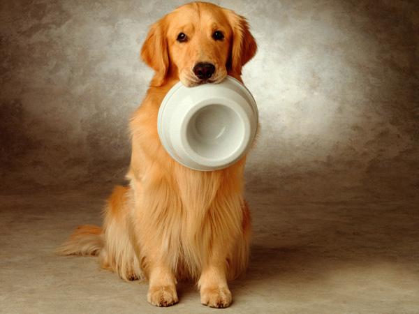 金毛好养吗爱乱跑吗,金毛的优点和缺点