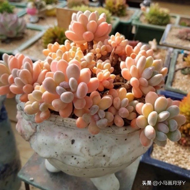 动物成语大集锦，和孩子们来场动物成语飞花令