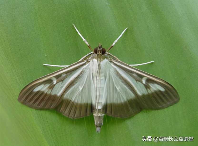 瓜子黄杨绢叶螟防治方法,黄杨绢野螟成虫用什么药