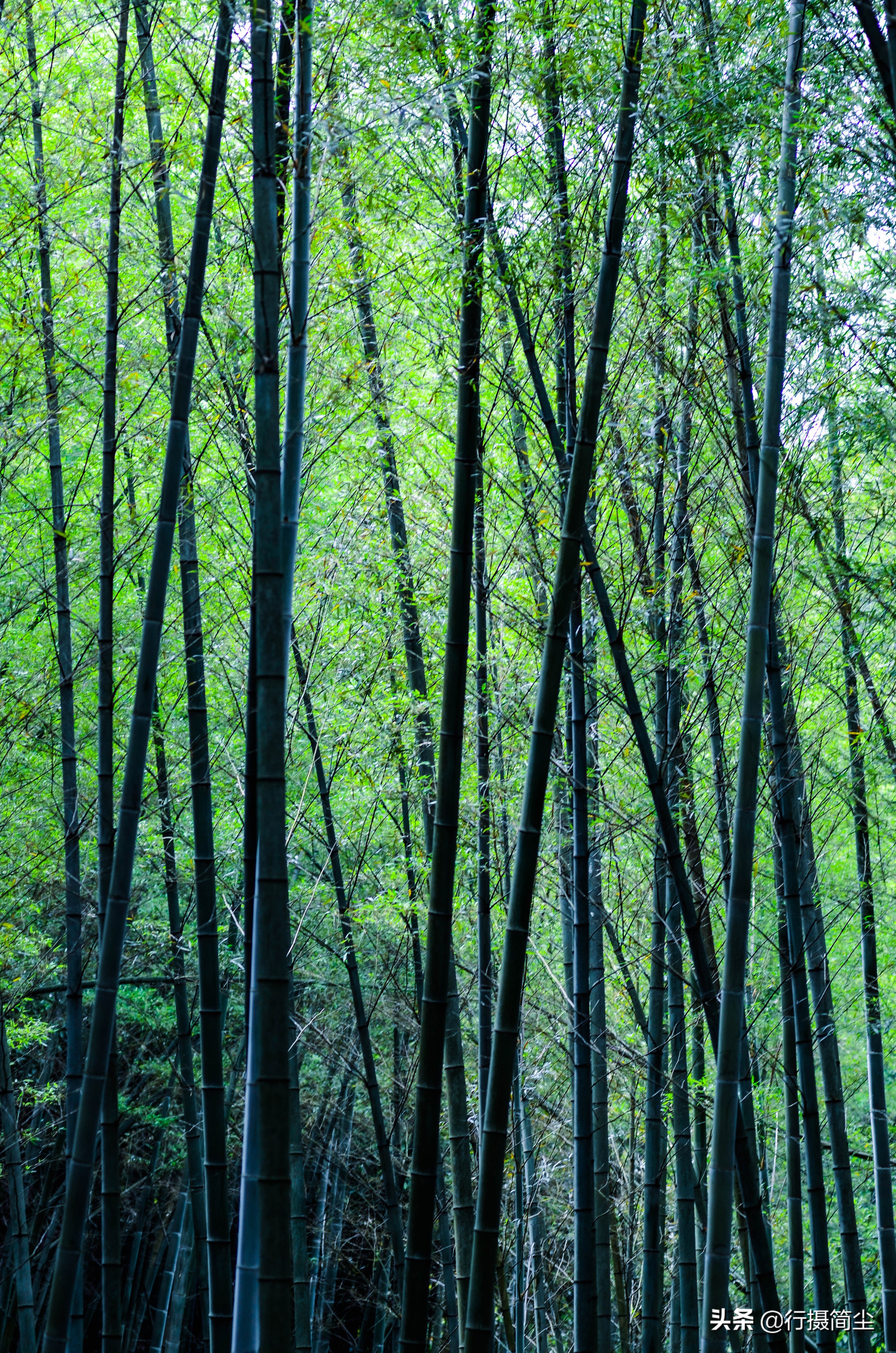 永川茶山竹海，茶山含情，竹海溢笑