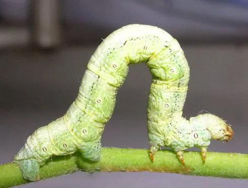 如何预防尺蠖,尺蠖为什么要消灭