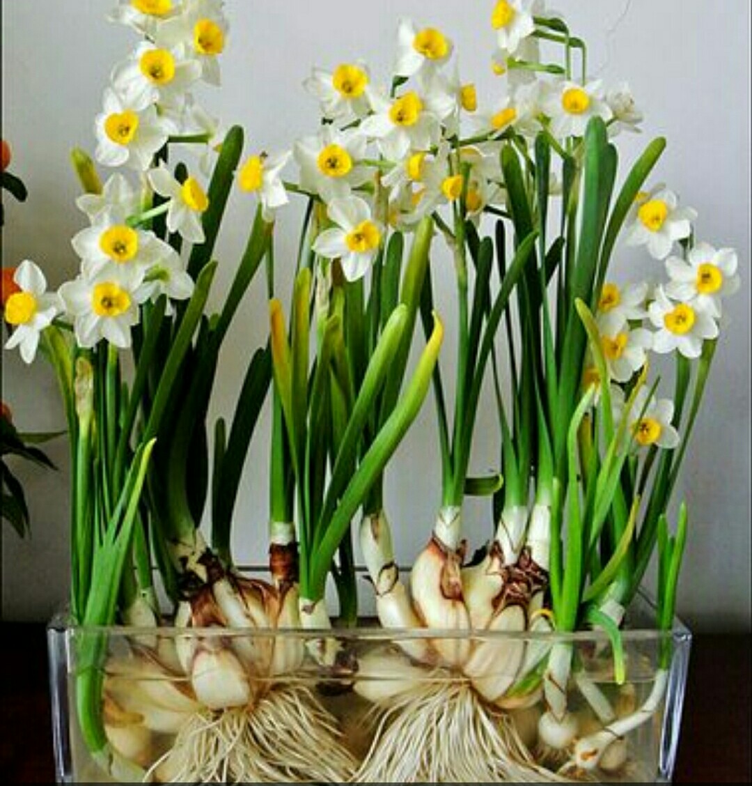 水仙高贵典雅，出现“哑花”影响观赏性，应如何预防？