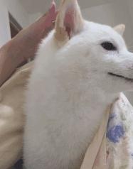 割包皮能解决系带短吗,割包皮能不能解决包皮嵌顿问题