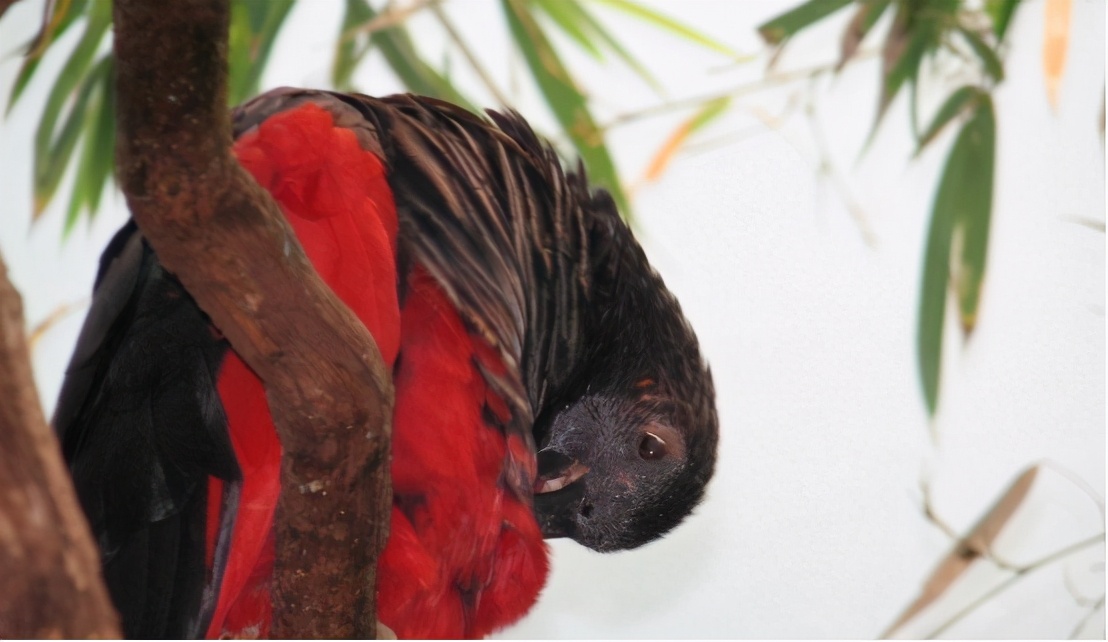 巴西为20岁的野生鹦鹉寻伴侣，巴西仅剩一只，已在灭绝边缘徘徊