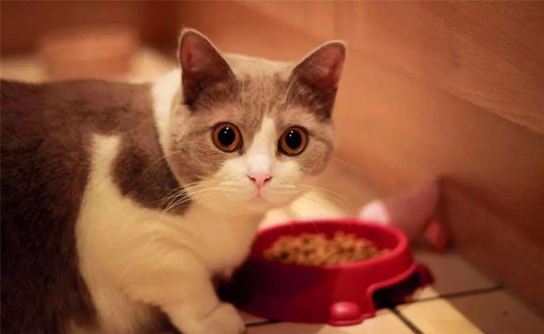 猫咪不爱喝水用什么办法解决,主人担心猫咪太胖不健康