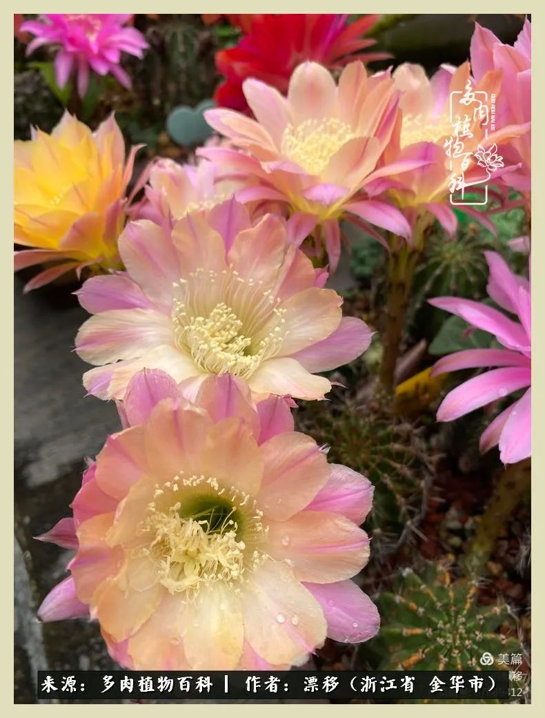 仙人球开花的惊艳瞬间,仙人球开花惊艳了6月