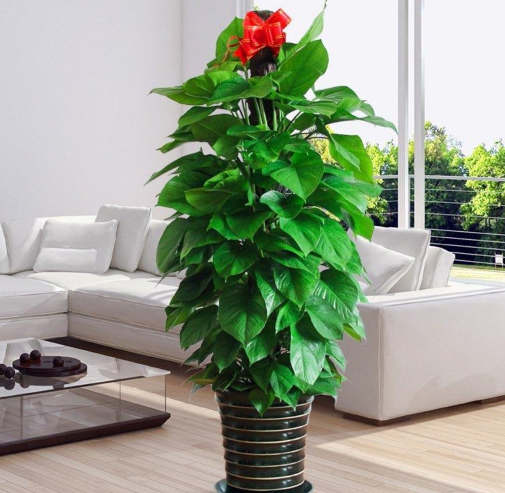 十种可以净化空气的植物,能净化空气又开花好看的室内植物