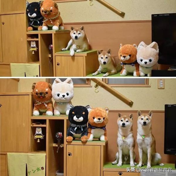 日本一博主给自家的两只柴犬买了几十只玩偶每天上演真实版找不同