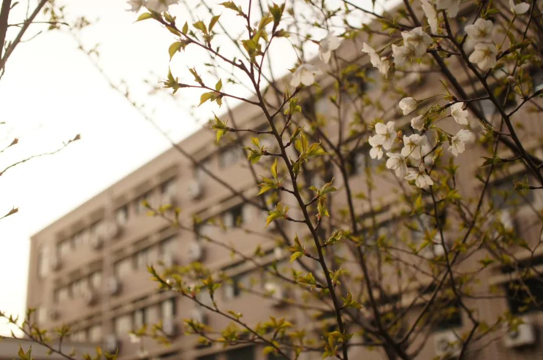 十三中分校老校区,十三中最好分校