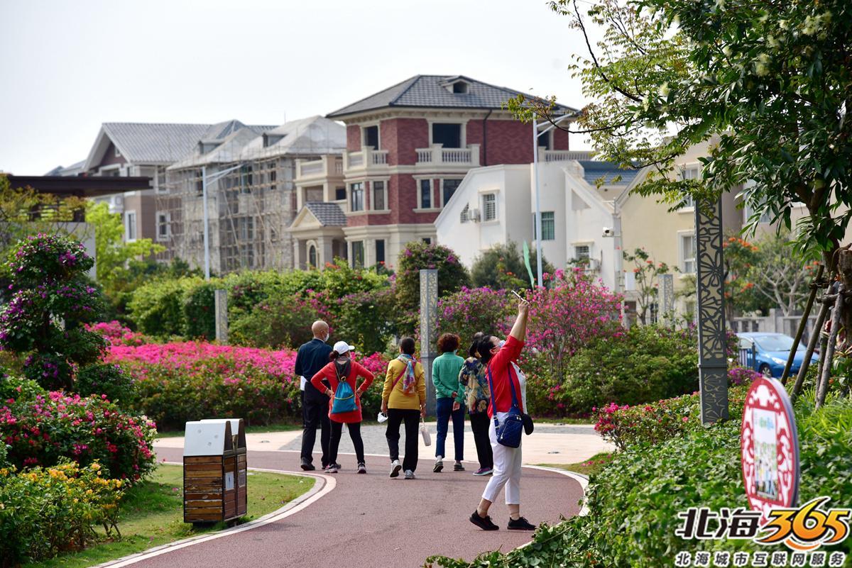 「多图」春天来了!北海街头的三角梅、黄花风铃开得好艳