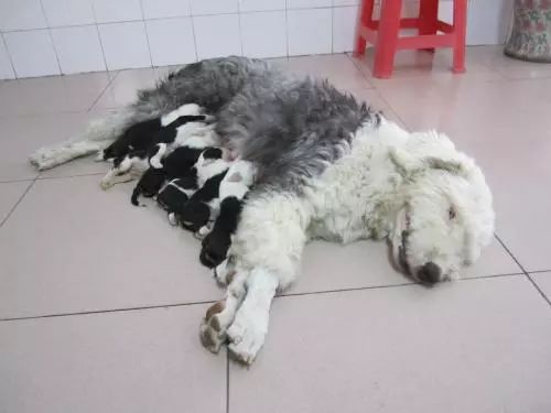 养犬指南怀孕狗狗的照顾方法,宠物狗怀孕后怎么护理它