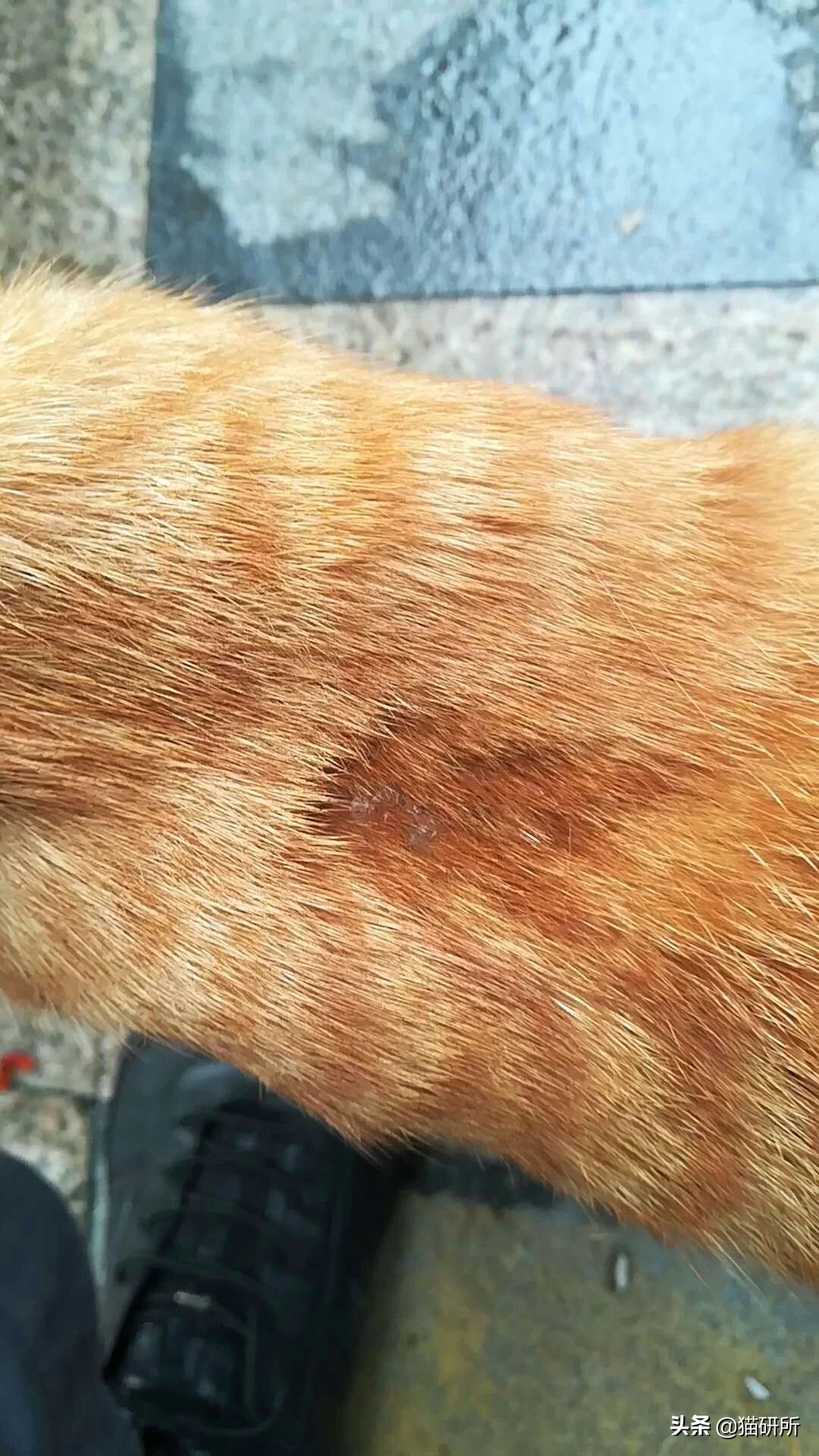 喵星人得了猫癣怎么办,宠物冷知识猫咪得了猫癣该怎么办