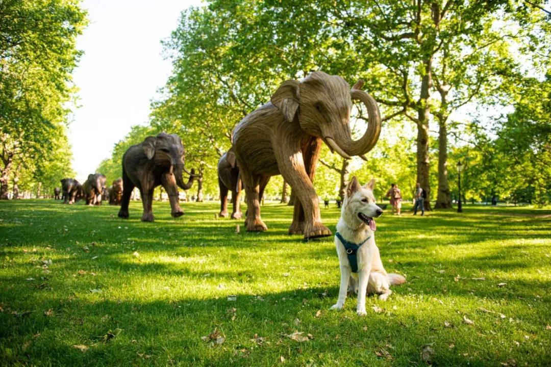 芝加哥火焰队球场,芝加哥火焰足球队英文