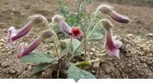 植物小时候和长大的名字不一样,小时候一种类似于甘蔗的植物