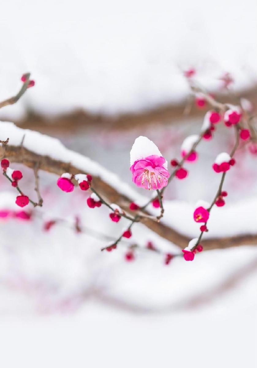 袁明忠|雪压梅枝梅压雪双铺锦地锦铺双（原创回文诗20组）