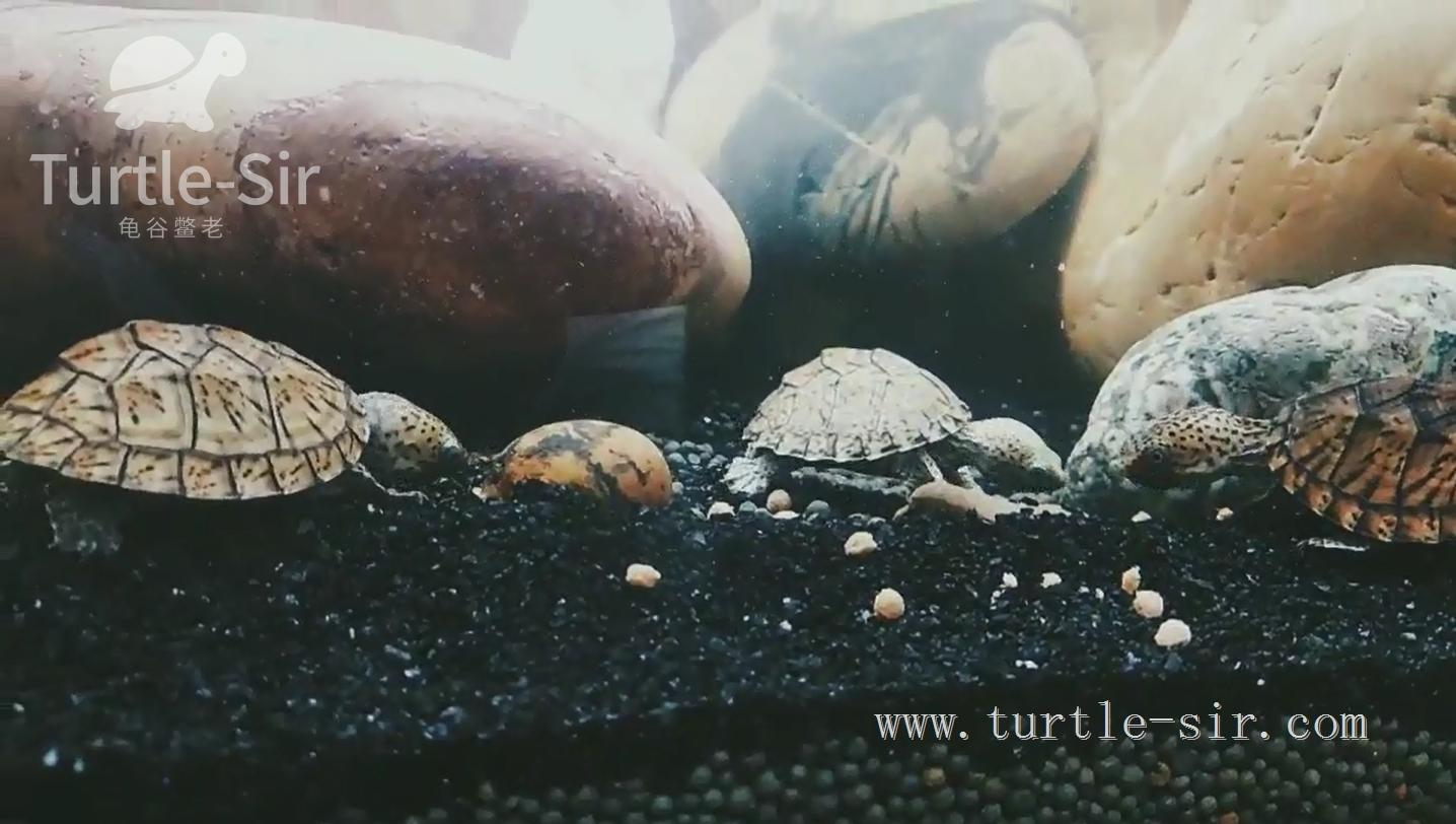 龟缸养龟怎么保持水质清澈,养龟之道如何掌握适宜龟缸水位