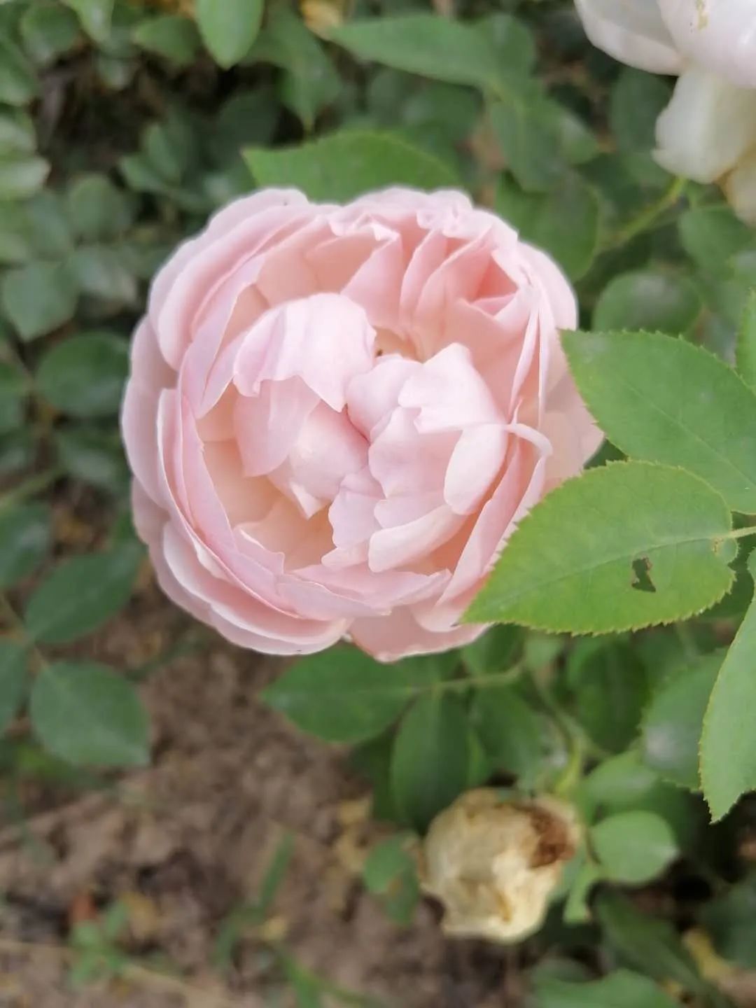 越来越老了,在变老的路上记录真实生活