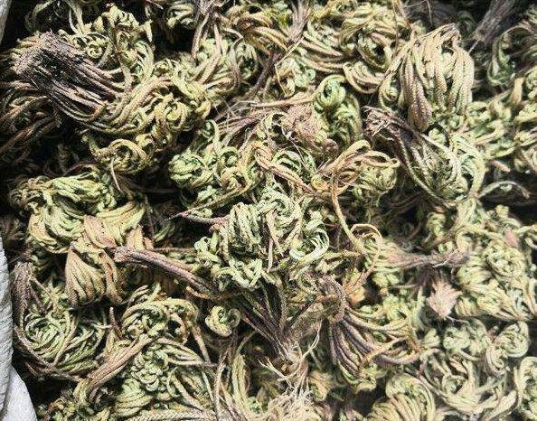 卷柏养成盆景观赏性强，叶子却打卷，这4点养护技巧，要做到