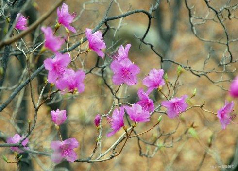 七言绝句春花二十首,春花平水韵七绝诗