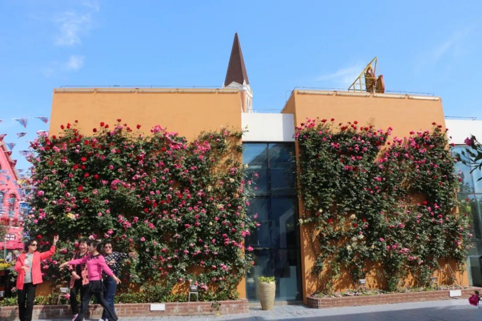 五一不能错过的花海,五一不能错过的美丽花海