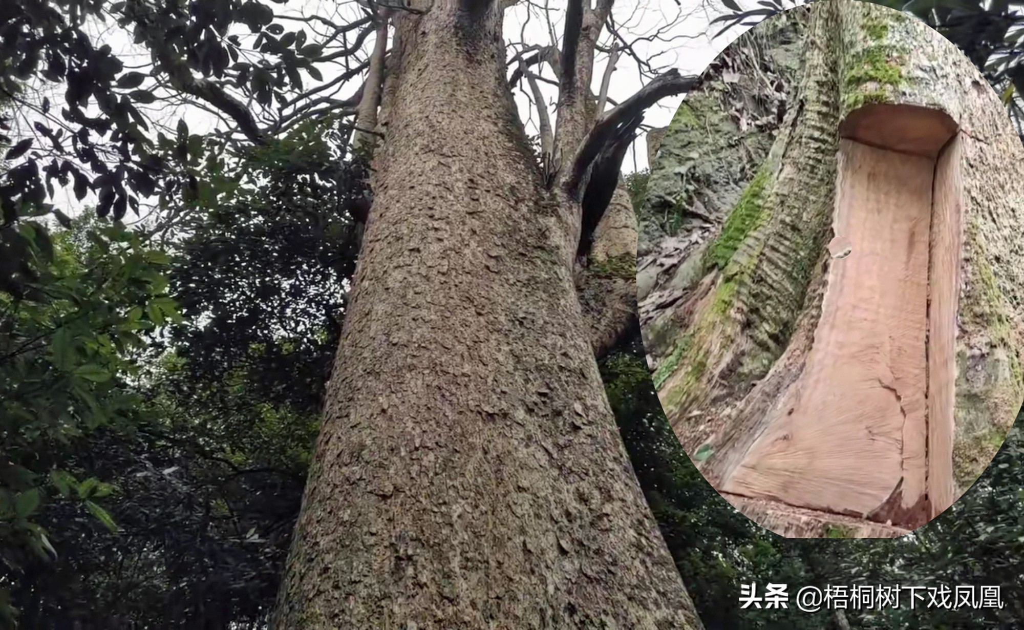 楠木棺木真实故事,民间故事楠木棺木