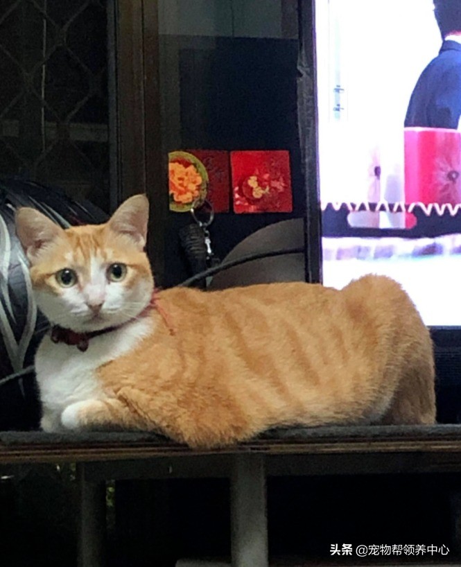 流浪猫是如何找到投喂的猫粮,流浪猫喂过一次找不到了怎么办