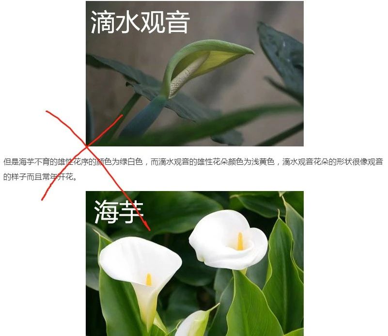 滴水观音和海芋区别,海芋和滴水观音有什么区别