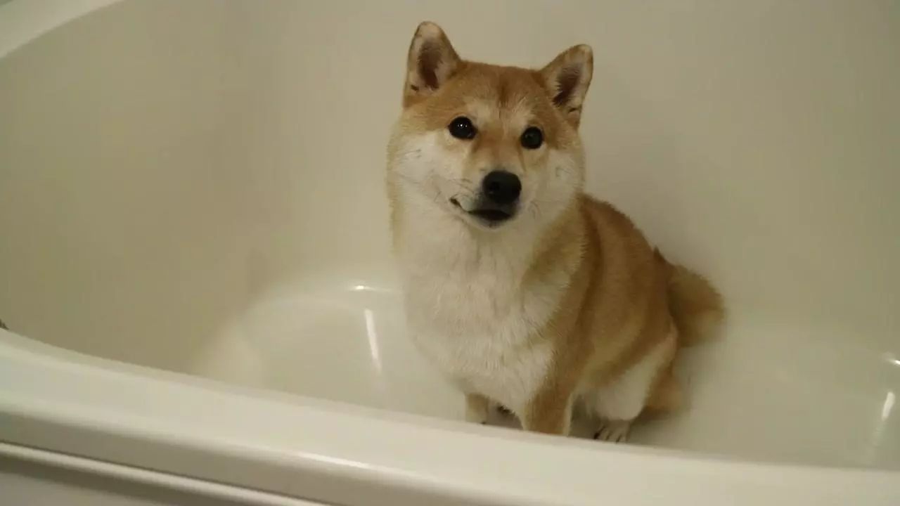 怎么在家洗狗能把狗洗干净,正确的洗狗步骤