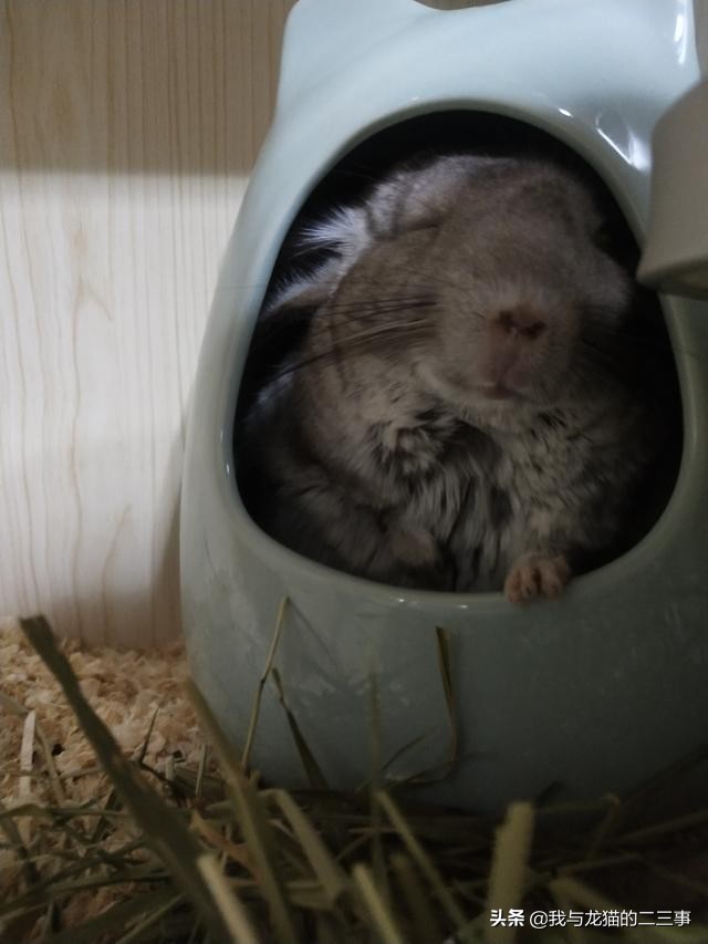 龙猫在广东能养吗,龙猫生前征兆