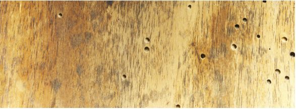 家里有白蚁最简单处理方法,白蚁处理方法家里发现白蚁怎么治