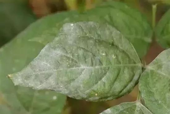 白化病的种类及图片,白化病常识图片大全