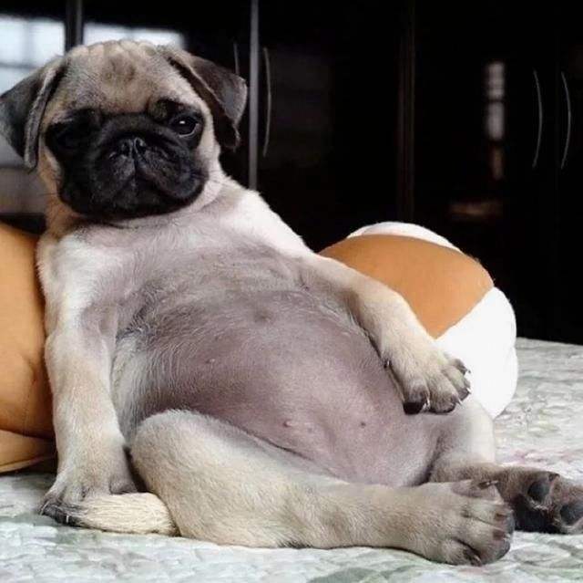 巴哥犬优缺点有哪些,忧郁巴哥