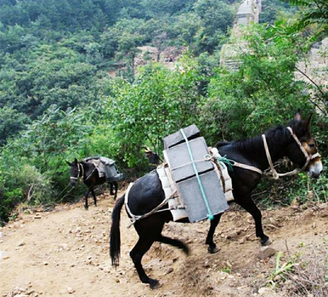 驴和骡子有生殖隔离吗,马和驴有生殖隔离吗