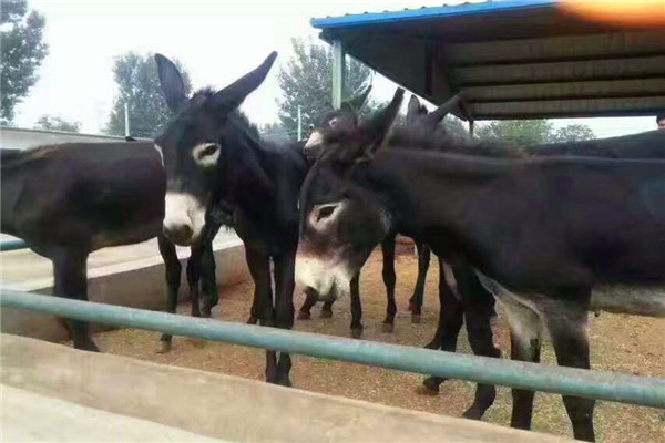 驴肉怎么养,驴肉好吃为什么不大量饲养