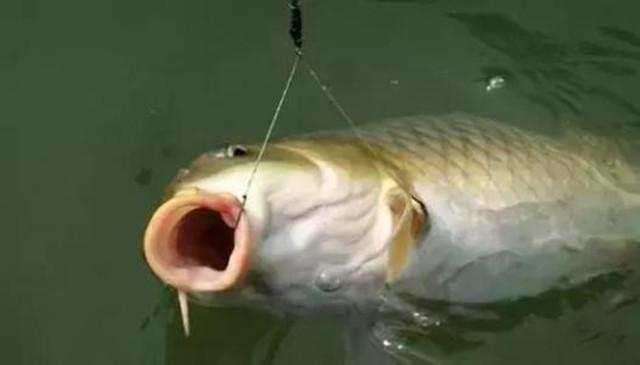 为什么钓鲤鱼跑铅一直没有口,钓鲤鱼老是跑鱼是不是抬竿过早