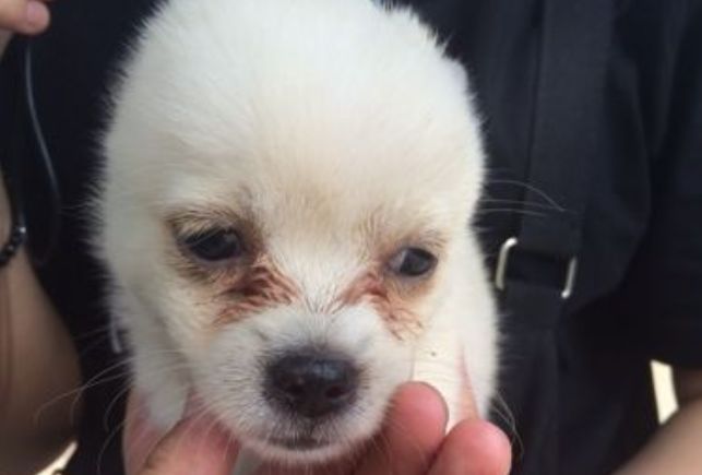 猫狗泪痕直接影响颜值，铲屎官应找到溢泪原因，先治病后去痕！