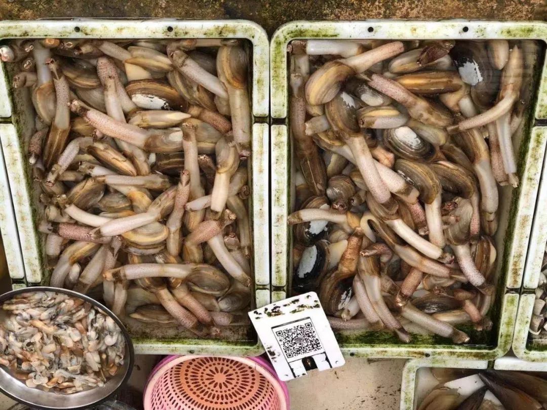 钦州最便宜的海鲜市场,钦州海鲜哪里最便宜