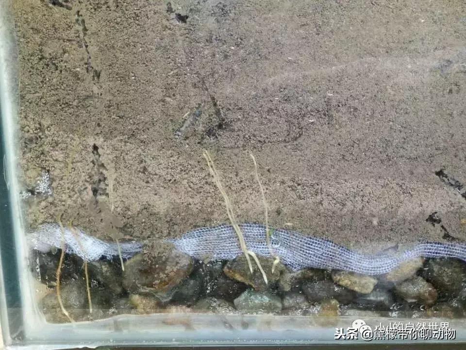 丛林造景黄缘龟池设计图大全,龟宝宝黄缘龟生态缸造景教程