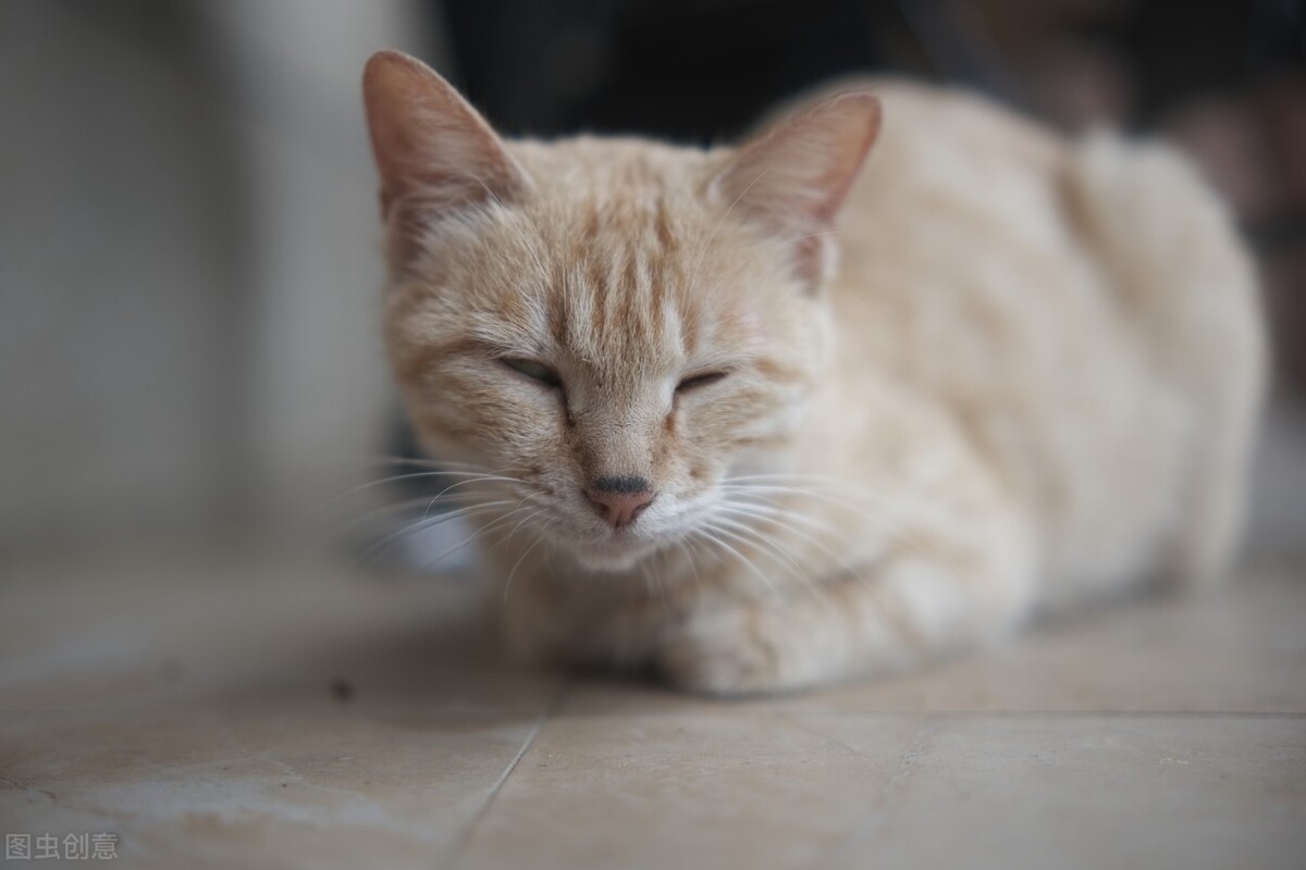 母猫发的叫声,母猫发情剃毛什么表现